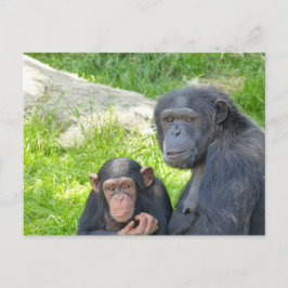 Alter und junger Schimpanse - Postkarte