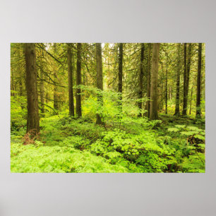 alter Wachstumswald auf der Anhöhe der Patriarchen Poster