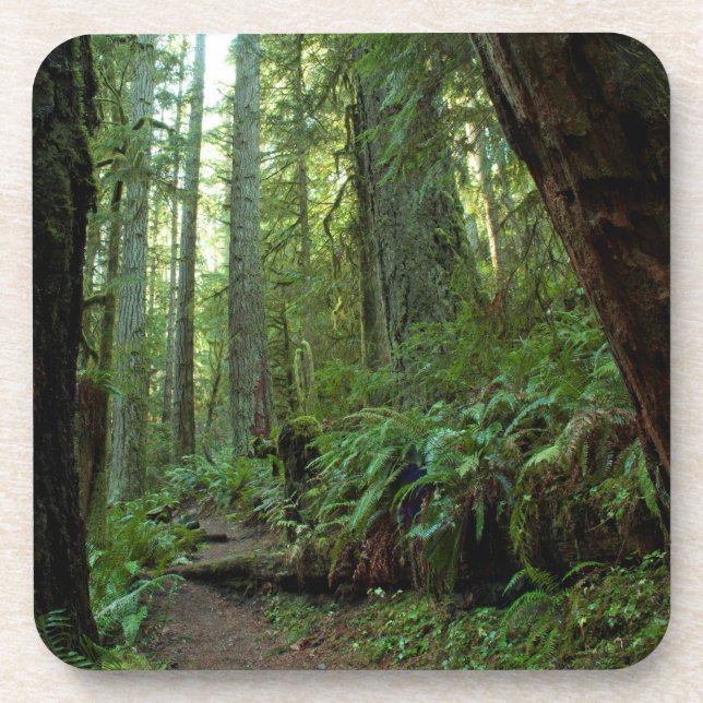 Alter Wachstumswald im Twanoh Staat Park, WA Getränkeuntersetzer (Vorderseite)