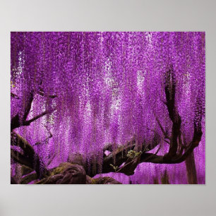 Alter Wisteria-lila Lavendel-Blumenplakat Poster