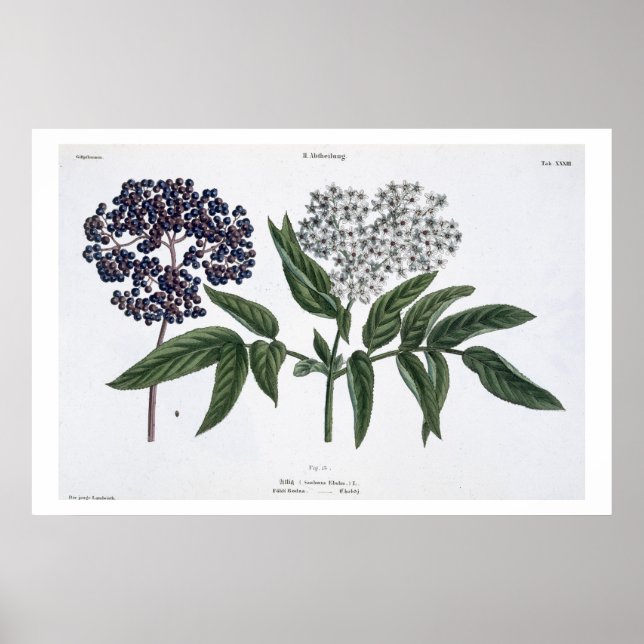 Ältere, Abb. 13 von "The Young Landsman", herausge Poster (Vorne)