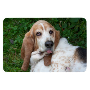 Ältere Basset Magnet
