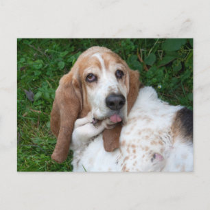 Ältere Basset Postkarte