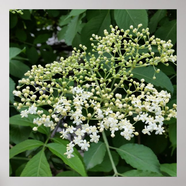 Ältere Poster (Vorne)