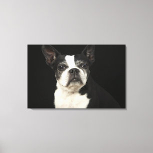 Älteres Bosten Terrier auf schwarzem Hintergrund Leinwanddruck