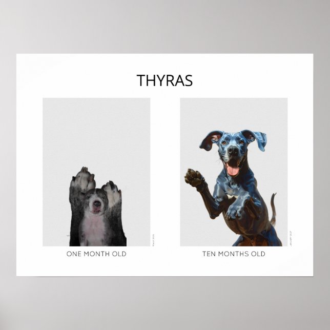 Alternder personalisierter Deutsche Dogge  Poster (Vorne)