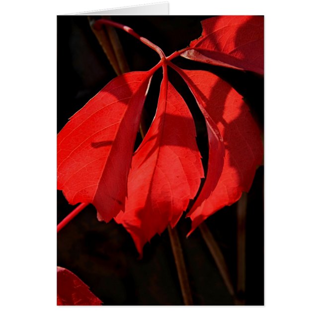 Alterra Vines (Vorne)