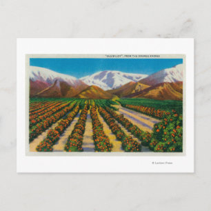 Altes Baldy-Gebirge aus den Orange Groves Postkarte