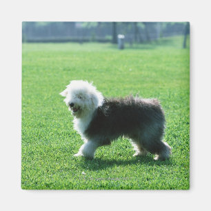 Altes englisches Schäferhund Magnet