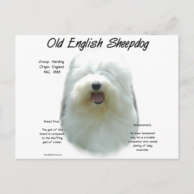 Altes englisches Sheepdog-Geschichtsdesign Postkarte (Vorderseite)
