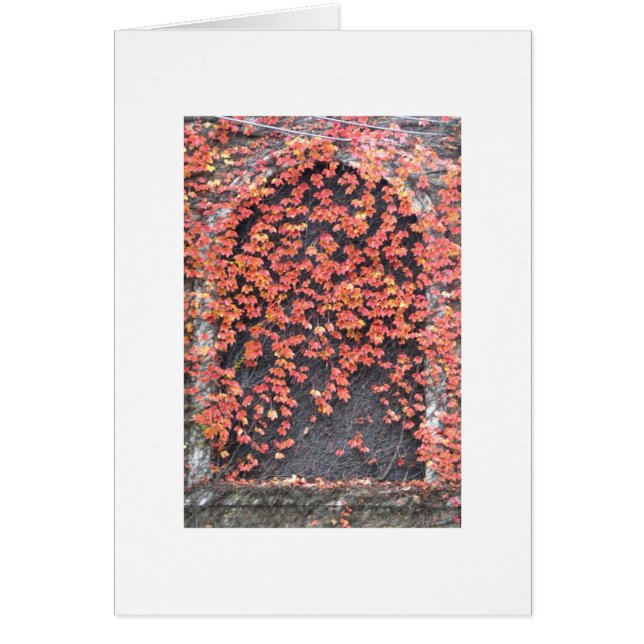 Altes Fenster mit rotem Efeu (Vorne)