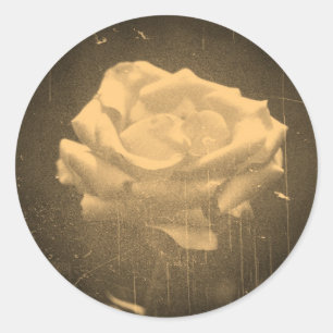 Altes Foto Schöne rosa Rose Nahaufnahme Runder Aufkleber