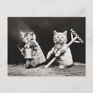 Altes Foto von Gärtnerkatzen Postkarte