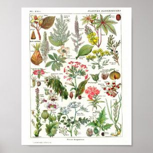 Altes französisches botanisches Plakat