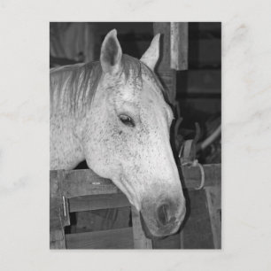 Altes Graupferd Postkarte