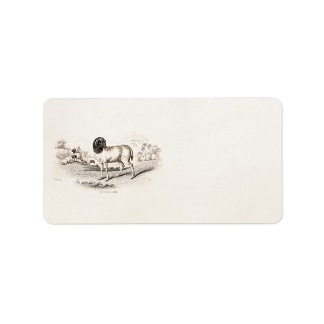 Altes Illustrationslamm der Vintagen persischen Sc Adressaufkleber (Vorne)