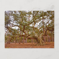 Altes Live-Eak auf dem Cadillac Platz