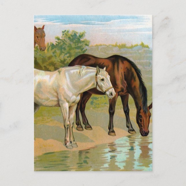 Altes Pferdebild Postkarte (Vorderseite)