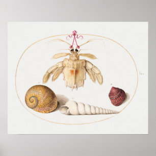 Altes Poster mit Illustrationen des Meereslebens
