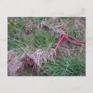 Altes Rotes Bike Postkarte