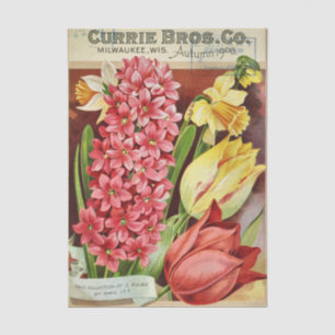 Altes Samenkatalog Currie Bros, 1906, Blumenzwiebe Seidenpapier