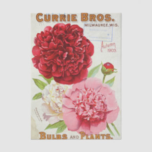 Altes Sämereien-Katalog Currie Bros, Herbst 1903 Seidenpapier