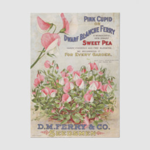 Altes Sämereien-Katalog D.M. Ferry und Company  Seidenpapier