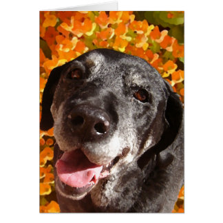 Altes schwarzes Labrador