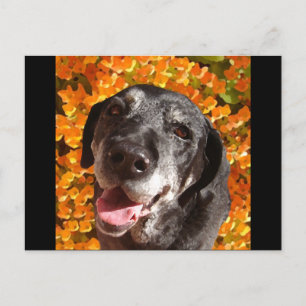 Altes Schwarzes Labrador Postkarte