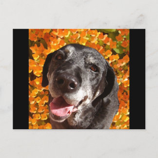 Altes Schwarzes Labrador Postkarte