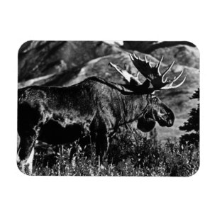 Altes USA Alaska Bull-Elch 1970 Magnet