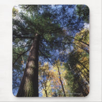 Altes Wachstums-Wald