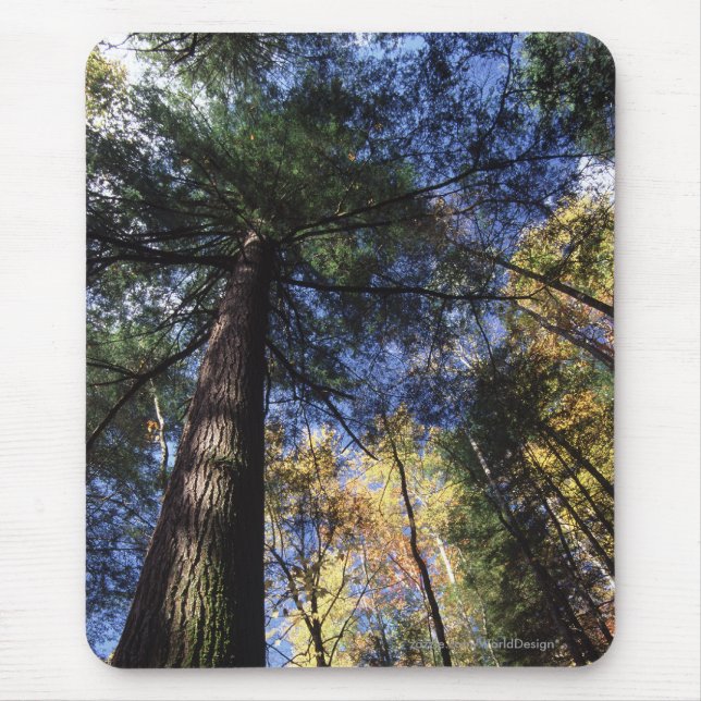 Altes Wachstums-Wald Mousepad (Vorne)