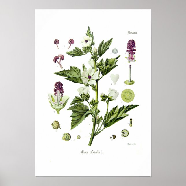 Althaea officinalis poster (Vorne)