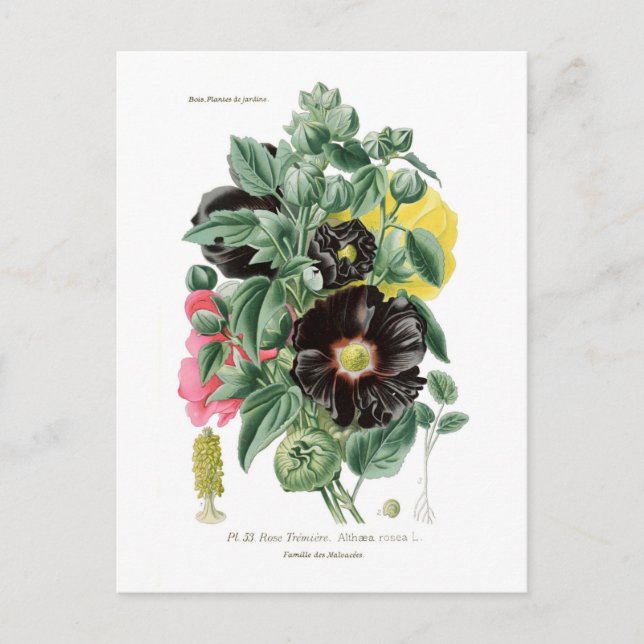 Althaea rosea (Hollyhock) Postkarte (Vorderseite)