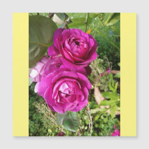 altmodische Rose Magnetkarte