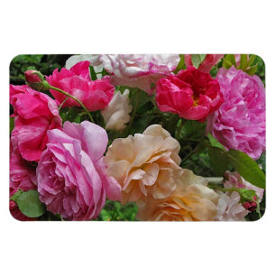 Altmodische Rosen Magnet