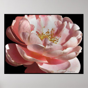 Altmodischer rosa Rosen-Plakat-Druck Poster