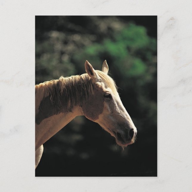 Altpinto Postkarte (Vorderseite)