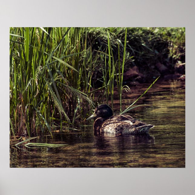 Am Rand des Teiches Poster (Vorne)