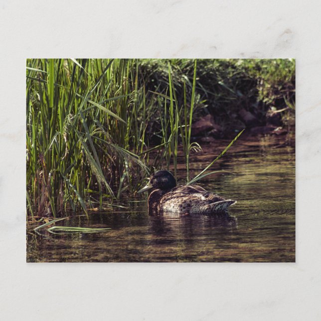 Am Rand des Teiches Postkarte (Vorderseite)