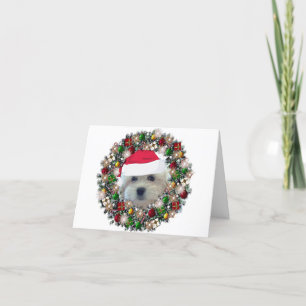 Am Weihnachten - Havanese