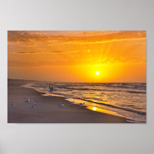 Am wenigsten Terns am Strand, Money Bayou Beach, F Poster