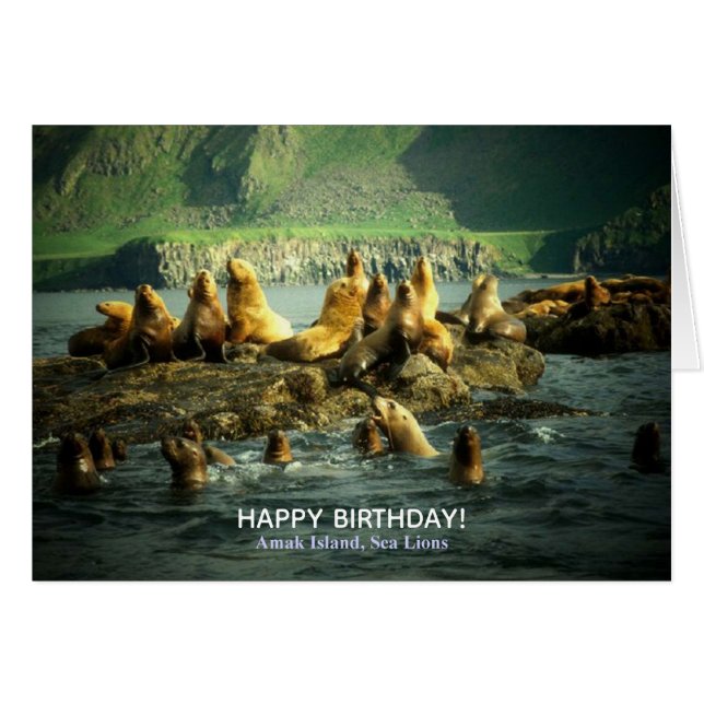 Amak Island Sea Lions Card (Vorderseite (Horizontal))