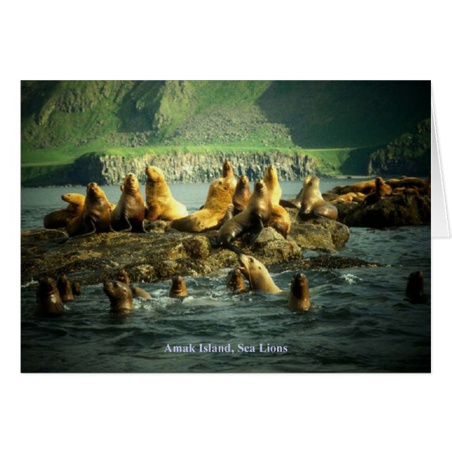 Amak Island Sea Lions Card (Vorderseite (Horizontal))