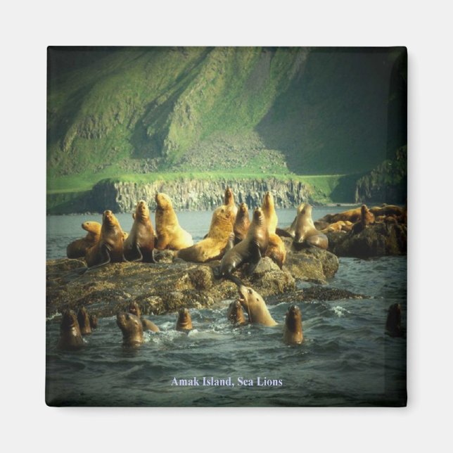Amak Island Sea Lions Magnet (Vorne)