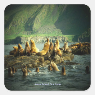 Amak Island Sea Lions Quadratischer Aufkleber