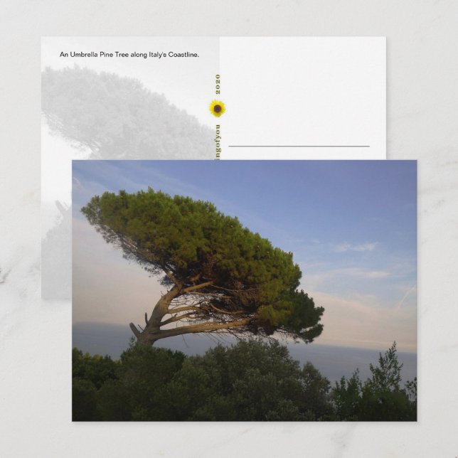 Amalfi Coast Umbrella Pine Tree, Italien - Postkar Postkarte (Vorne/Hinten)