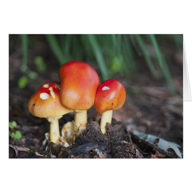 Amanita (Vorderseite (Horizontal))
