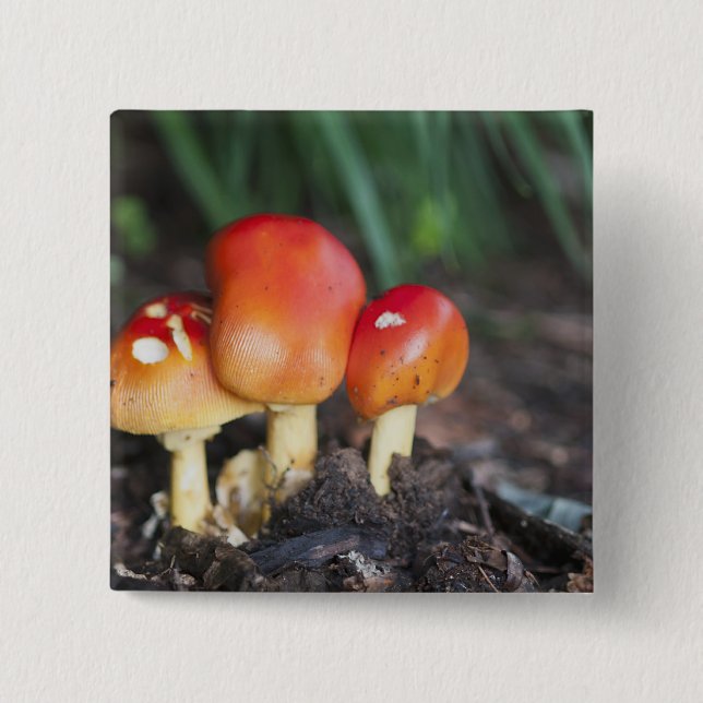 Amanita Button (Vorderseite)
